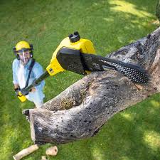 Best Tree Disease Treatment  in La Quinta, CA